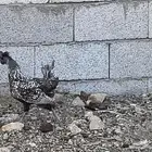 دجاج كويتي