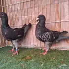 ثلاث اجواز هومر