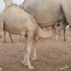 قعدان لبانيه فاخره