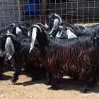 جفرات عوارض درجه اولي مقاني العدد 10 با الفحل دفيع للقناي