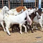 معزا هولنديات درجه اولي دفيع العدد 14 با الفحول 2 للقناي
