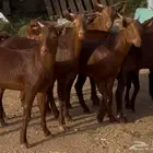 مشاريع فحول دهم جنوبيه فاخره نوادر