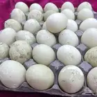 بيض بط للبيع سوداني