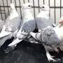 طبات حب رمان مسكي وازرق