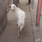 شاه حايل سمين... تم البيع
