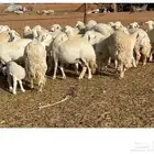 للبيع غنم حرية صنف