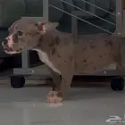 Dog trainer مدرب كلاب