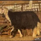 طلي فحل صنف فاخر