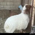 خروف نعيمي مشروع فحل عليه تعريف الموقع عيون الجواء