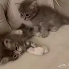 قطط صغيرة للبيع