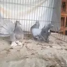 جوز شمسي أمريكي