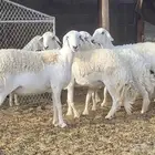 ضان حريات للبيع ( بيشه )