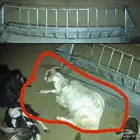 معزا مضاريع