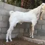 فحل هولندي ابيض