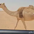 لقحه طيبه