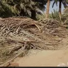 عسبان وجريدة نخل اللبيع