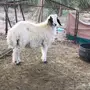 خروف نعيمي 