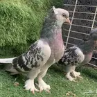 اجواز اتراك