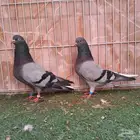 اجواز قطايف حرميات طيور المملكة