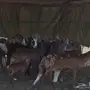 ضان سواكنيه