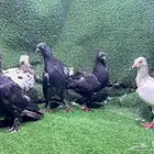 حمام فيينا
