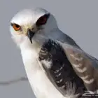 طير الحدأة