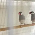 جوز جاوا سلفر