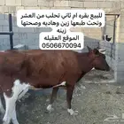 بقره حلوب للبيع