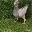 للبيع بيوتي هومر