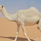 وضحا طيبه