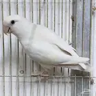 روز ألبينو