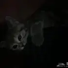 قطة بيرشن العمر شهرين