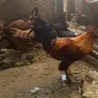 دجاج بلدي