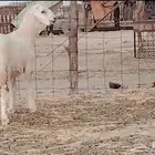 مشروع فحل فاخر
