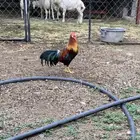 ديك وا 2 دجاج فنك