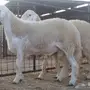 مشروع فحل حري صنف