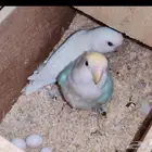 جوز روز منتج