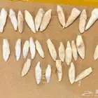 اسنان طبيعية لطلاب طب الاسنان