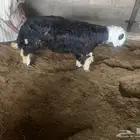 ابو محمد لذبائح
