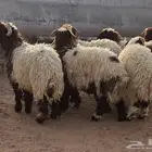جذعان نعيم كناور