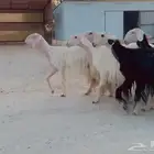 رخال نجد صنف