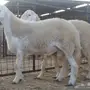 مشروع فحل حري صنف