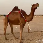 بكره ساحليه حمراء دم دهما لقحه