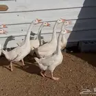 وز بلغاري ابيض كوبرا مستوى فاخر تب