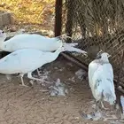 طقم طاؤوس سلفر نادر