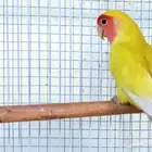 ذكر روز منتج