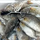 سمك طازج ماشاء الله