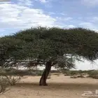 بذور قرض العملاق الكيلو200ريال نضيف وتسب
