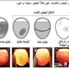 معلومات هامة تخص بيض الدجاج داخل الفقاسة