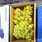 متوفر الآن 1100 كرتون عنب طائفي محلي طازج